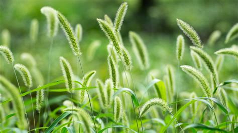 How foxtails in San Diego can sly their way into your dog's skin